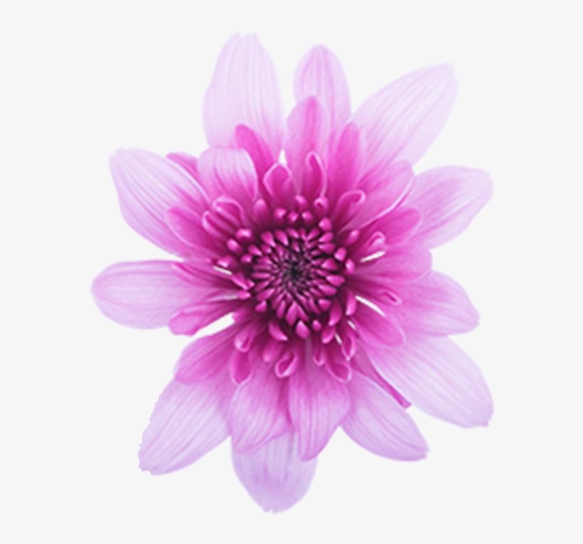 Click To Enlarge Image Pink Cushion Golosina Pink Cushion - African Daisy, transparent png download