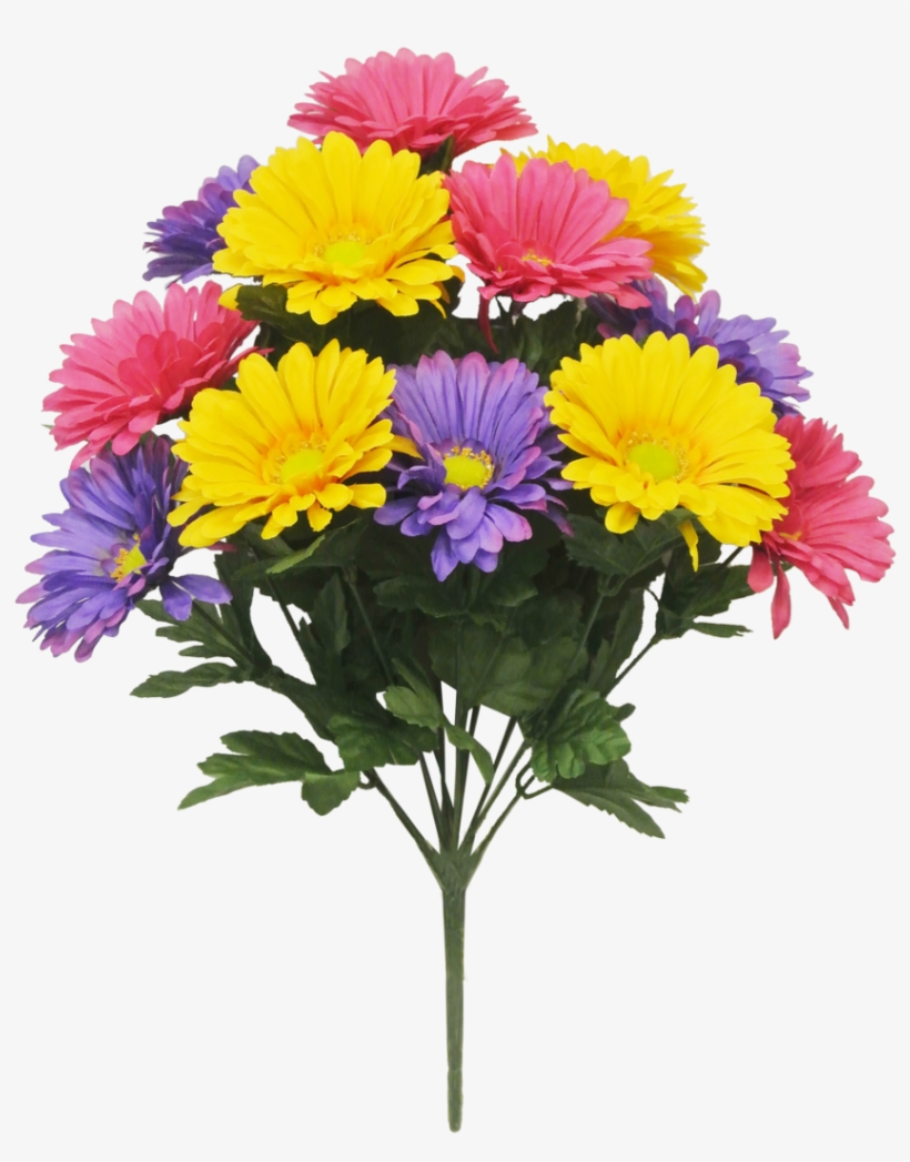 African Daisy, transparent png download