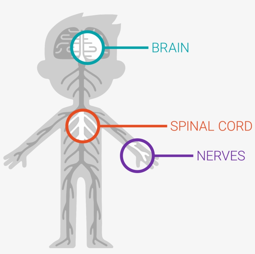 The Nervous System - Graphic Design, transparent png download