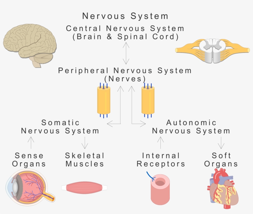An Image Showing The Basic Types Of The Nervous System - Nervous System Organs, transparent png download