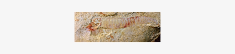 Scientists Find 'exquisite' 515 Million Year Old Fossilized - C Kunmingensis, transparent png download