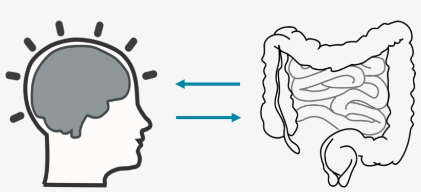 Continuous Learning For Individuals, Management & Business - Brain In Head Clip Art, transparent png download