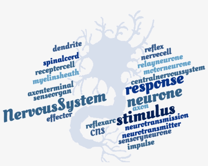 Nervous System Crossword - Graphic Design, transparent png download
