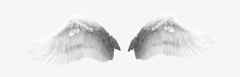 Eagle, transparent png download