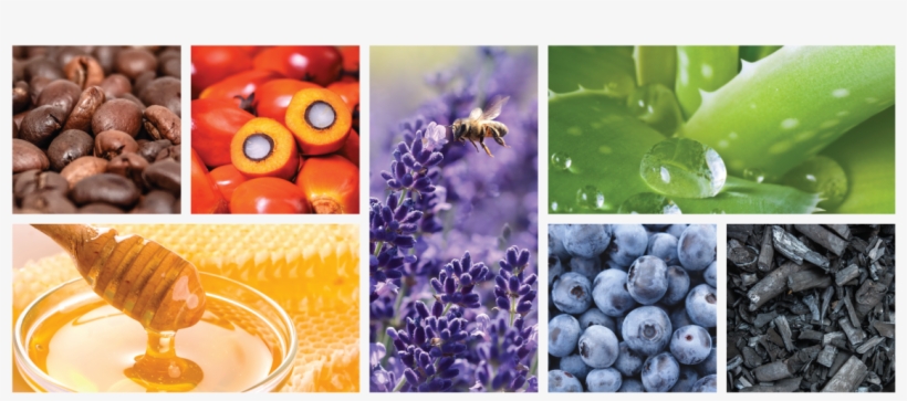 Blueberry, transparent png download