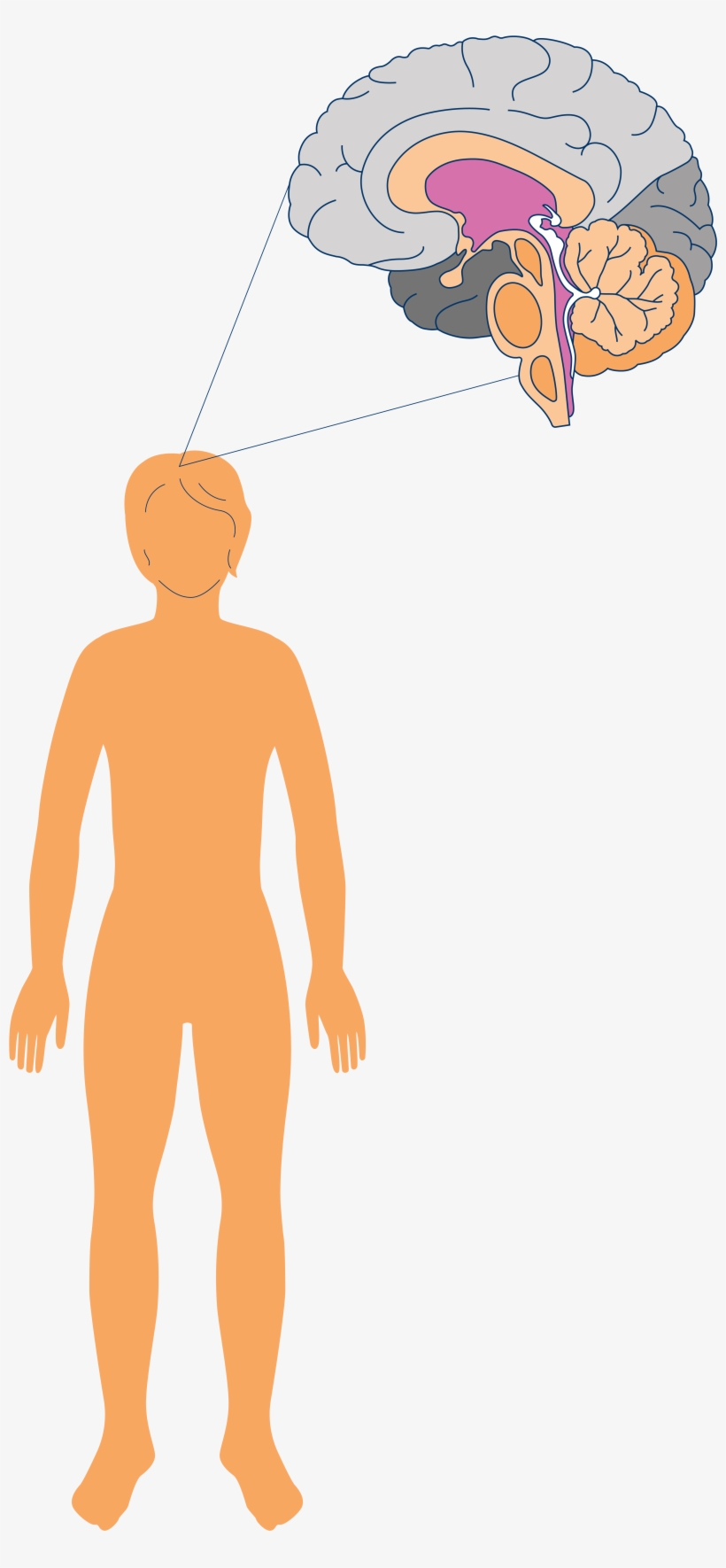 The Brain Controls All Of The Structures That Allow, transparent png download