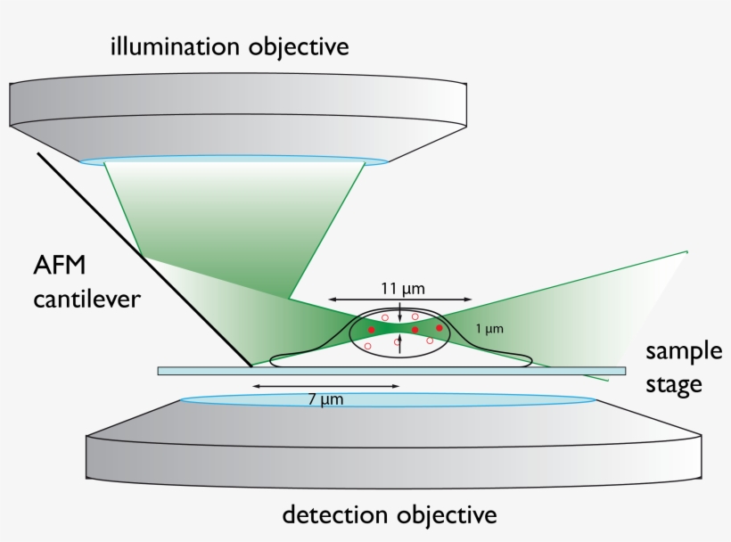 To Reduce Out Of Focus Fluorescence We Developed Reflected - Lightsheet Microscopy, transparent png download