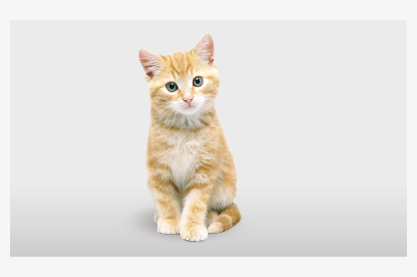 Kitten, transparent png download