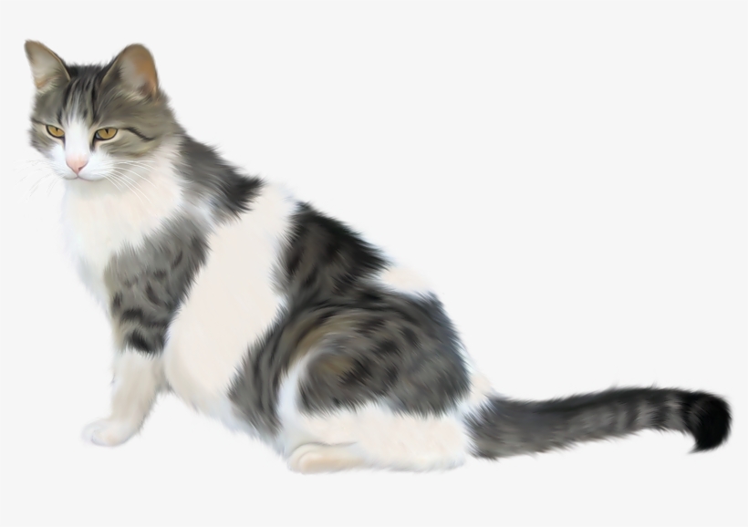 Фотки Gatos, Gatos Y Gatitos, Animales, Google, Polyvore, - Kedi Png, transparent png download