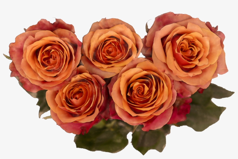 Watercolor Royalty Free Roses Png - Garden Roses, transparent png download