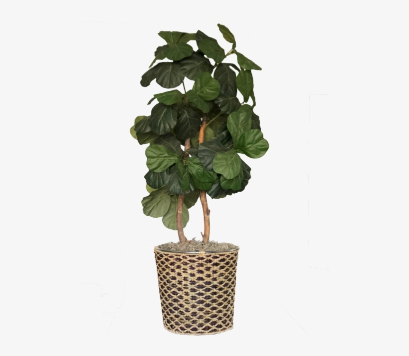 4ft Fig Tree In A Blond And Mocha Wicker Basket, transparent png download
