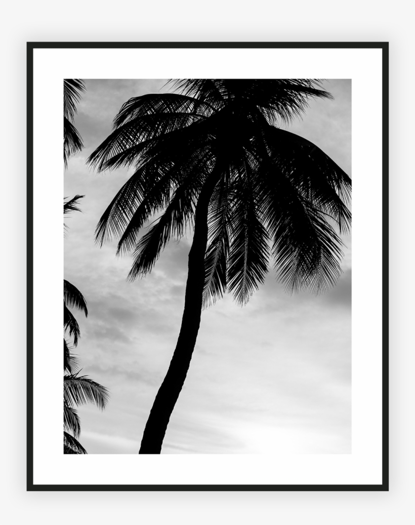 Home/nature/just Another Palm Tree - Attalea Speciosa, transparent png download