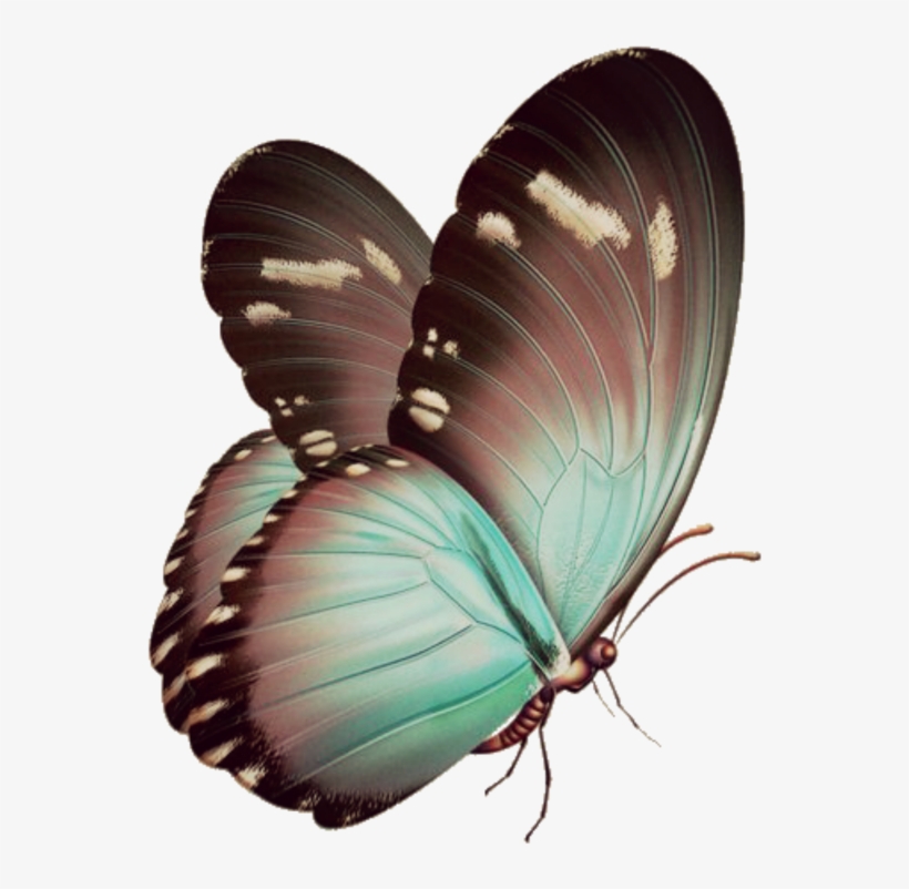 Borboletas😍❤ Sticker - Blue Butterfly Invisible Background, transparent png download