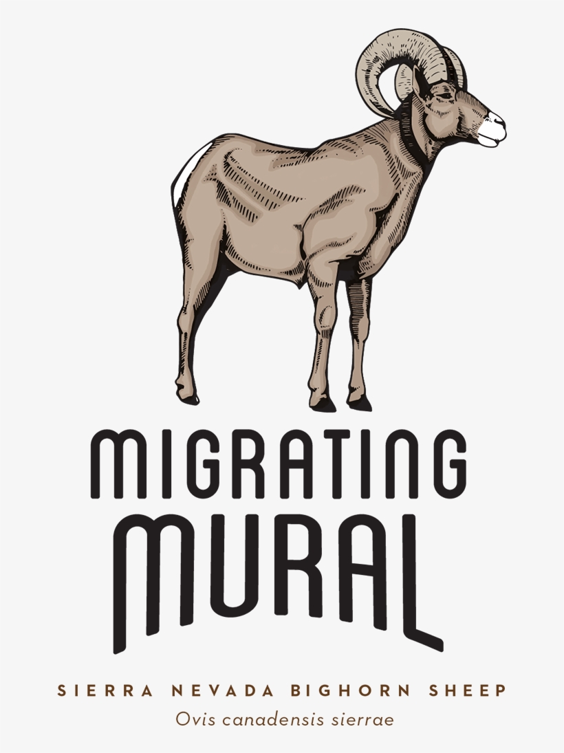 Sierra Nevada Bighorn Sheep - Bighorn, transparent png download