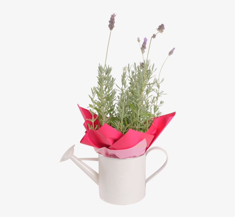 Lavender Plant Png, transparent png download