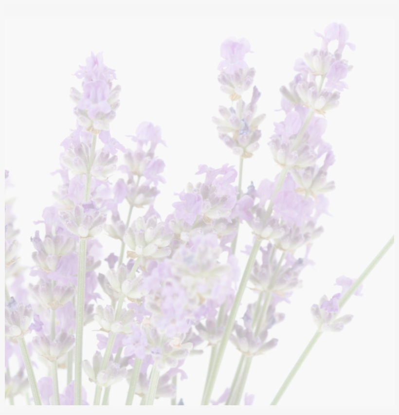 We're Told That The Greeks And The Romans Used Lavender - English Lavender, transparent png download