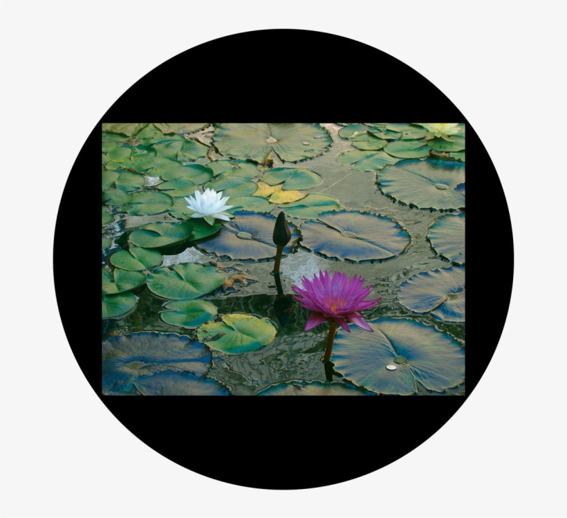 D - Antonakos - Lily Pad - Apollo Design Csds-8003 Lily Pad By D. Antonakos Colourscenic, transparent png download