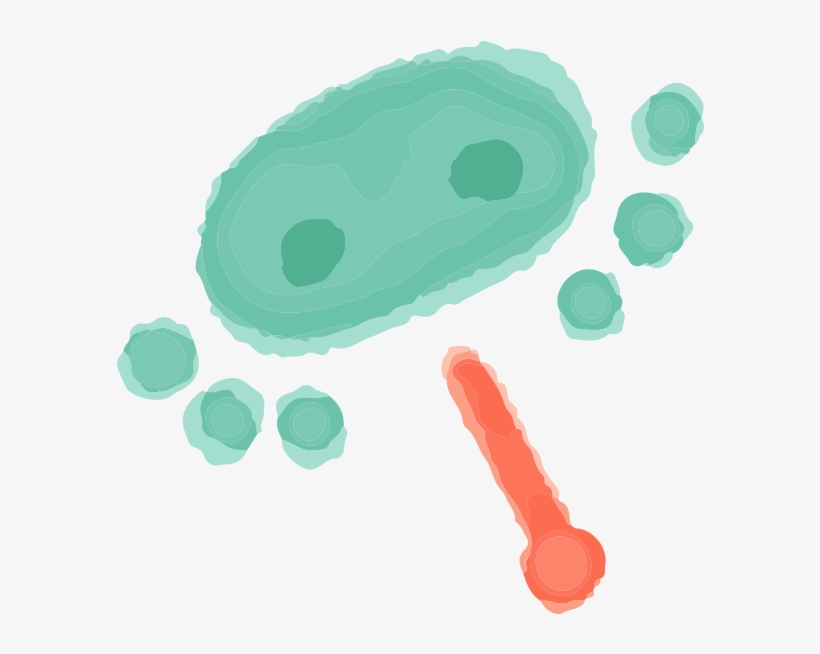 Frog, transparent png download