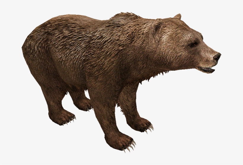 Eurasian Brown Bear - Eurasian Brown Bear Png, transparent png download