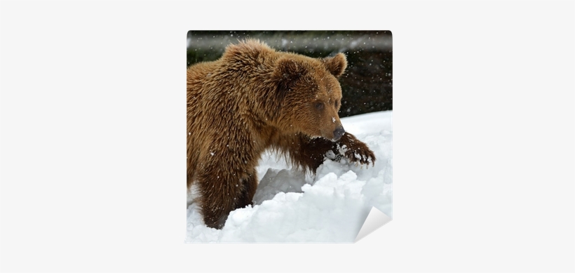 Brown Bear, transparent png download