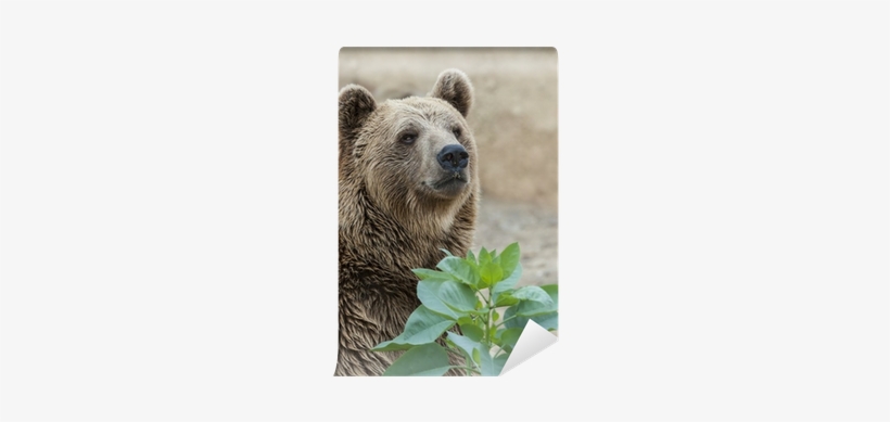 Close Up Of The Head Of A Brown Bear Wall Mural • Pixers® - Brown Bear, transparent png download