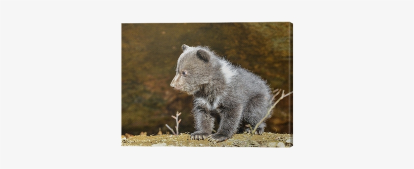 Brown Bear, transparent png download