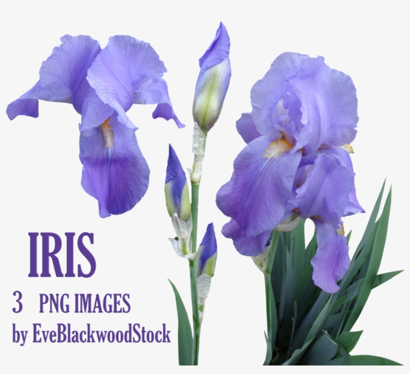 Visit - Flores Iris Png, transparent png download