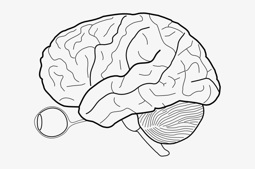 How To Set Use Human Brain Sketch With Eyes And Cerebrellum, transparent png download