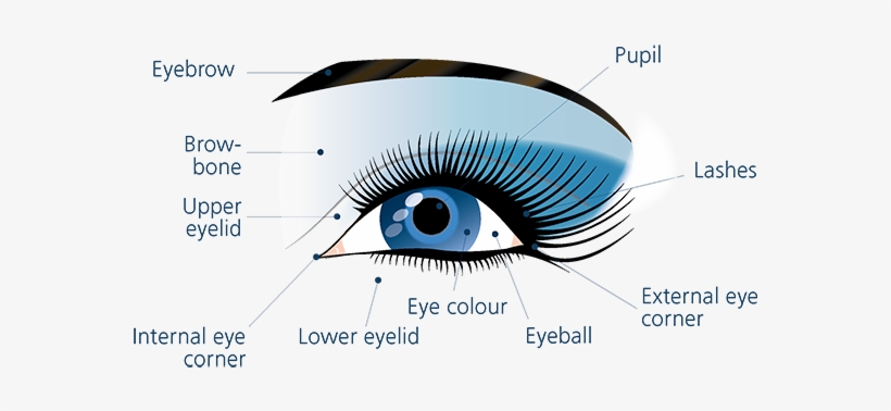 Eyes Generalities The Art - Eye, transparent png download