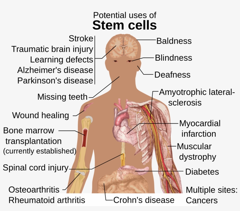 Stem Cell Background - Embryonic Stem Cells Used, transparent png download