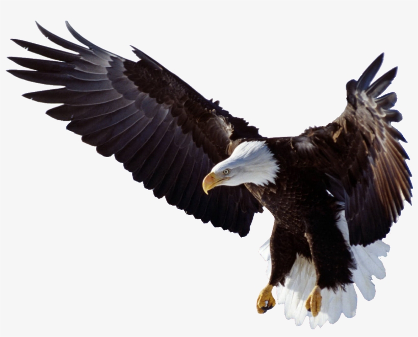 Eagle Wings Logo Png - 5d Diy Diamond Painting Animal Kits Diamond Rhinestones, transparent png download