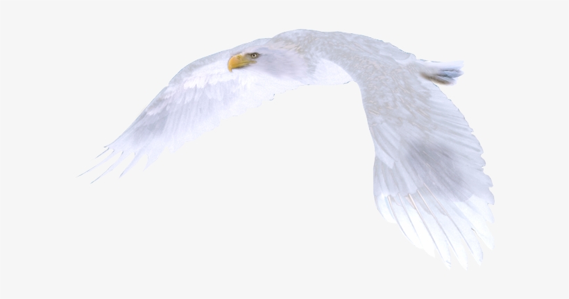 Http - //www - Fabledwhiteeagle - Com/images/eagle-flying - Egyptian Vulture, transparent png download
