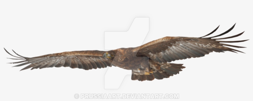 Stock A Flying On By Prussiaart Deviantart - Eagle, transparent png download