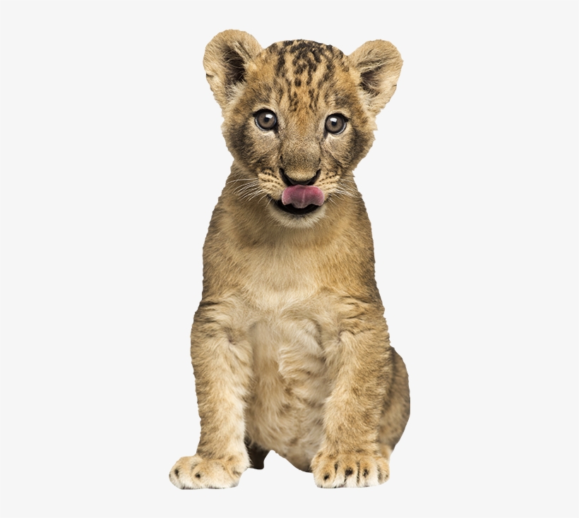 Lionceau - Cachorros De Leon Png, transparent png download
