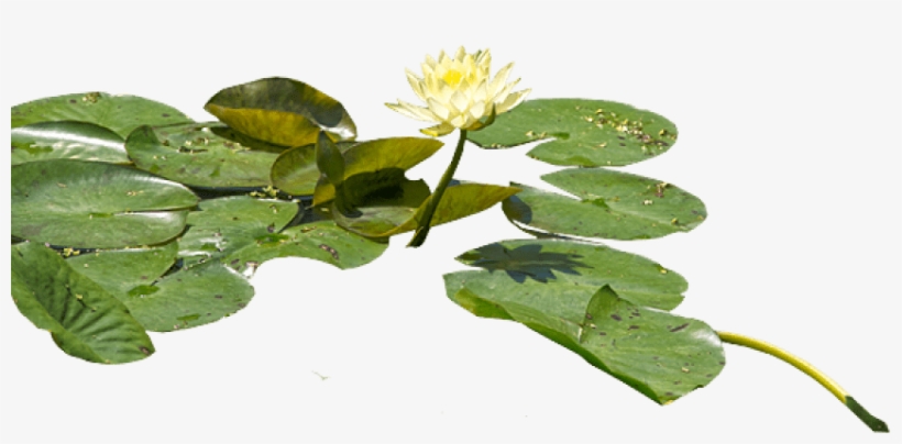 Water Lily Png Hd - Water Lilies Png, transparent png download