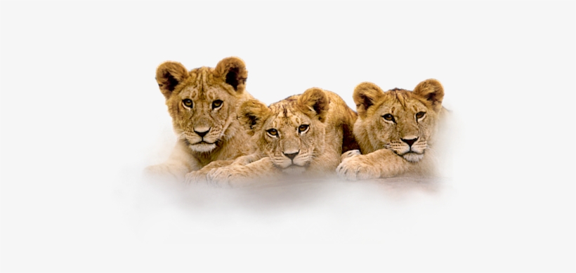 3 Lion Cubs - Lion Cubs Photo Clock, transparent png download