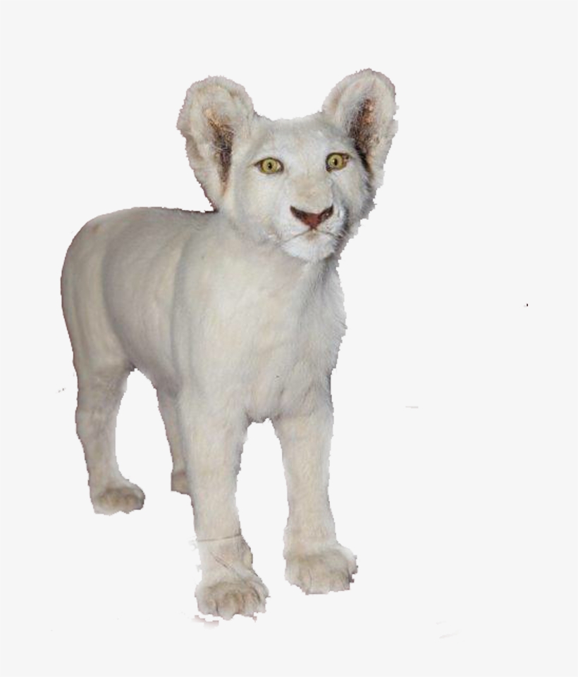 White Baby Lion Full Mount Bl4 - Art, transparent png download