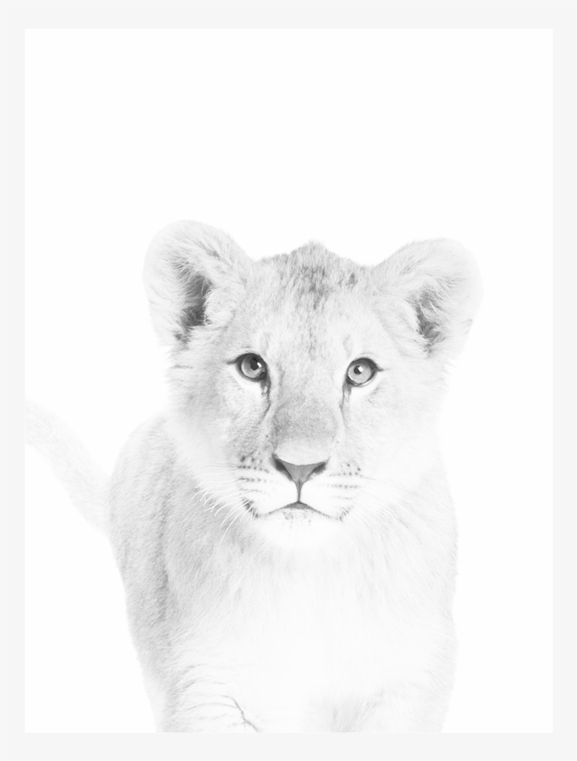 Baby Lion Cub Art, transparent png download