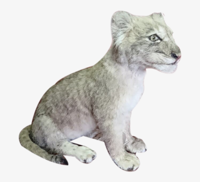 Baby Lion Sitting Full Mount Bl2 - Art, transparent png download