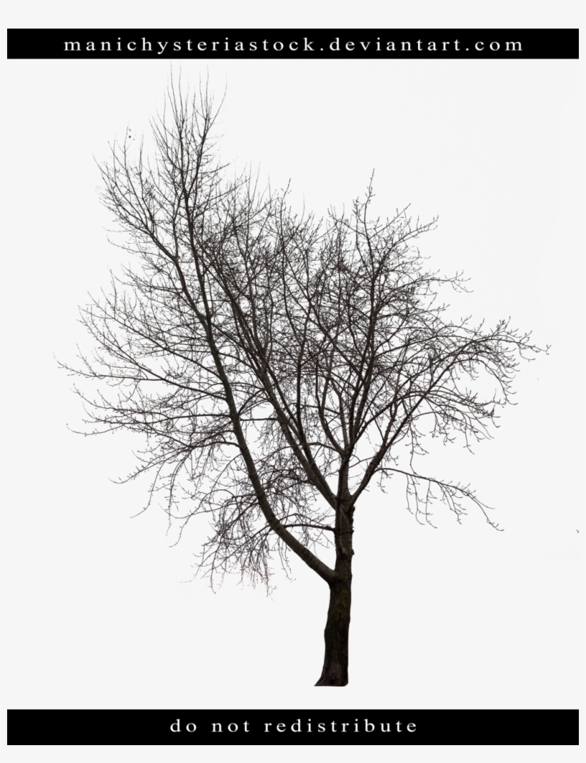 Bare Tree Cut Out, transparent png download