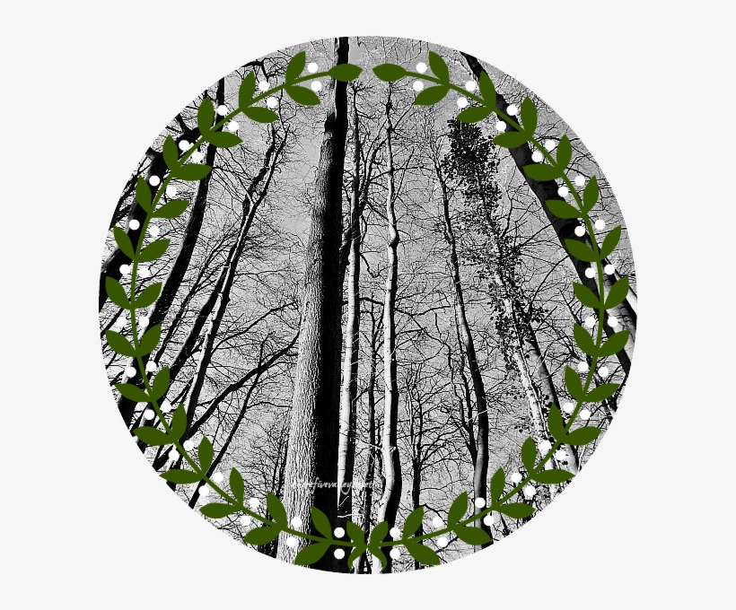 As The December Sunlight Filters Through The Bare Trees - Silver, transparent png download