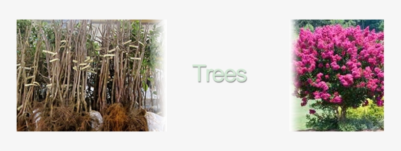 Bareroot Trees - 5 Privet Bare Root, transparent png download