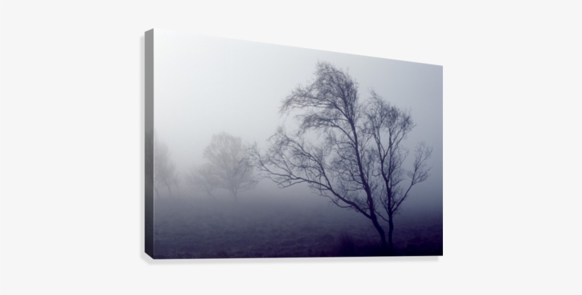 Bare Trees In Thick Fog, Peak District National Park, - Supplier Generic Bare Trees In Thick Fog Peak District, transparent png download
