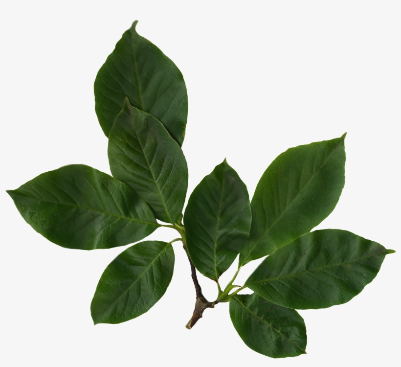 Leaves Images Pluspng Filemagnolia - Magnolia Leaves Png, transparent png download