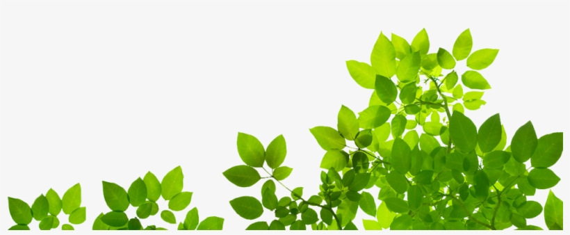 Natural Png - Natural Oil, transparent png download