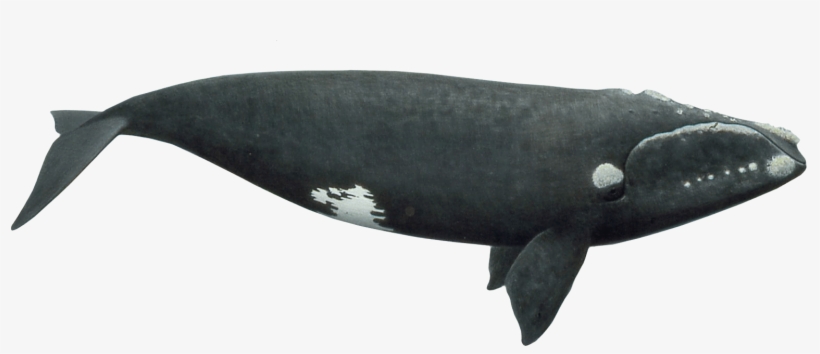 Whale Transparent Background, transparent png download