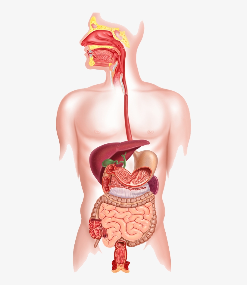 Mcat Body Systems - Endoscopy Of Gastrointestinal Tract [book], transparent png download