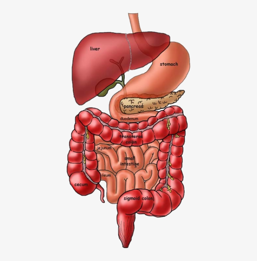 Green Screen & Biology Teaching - Ibs Sibo, transparent png download