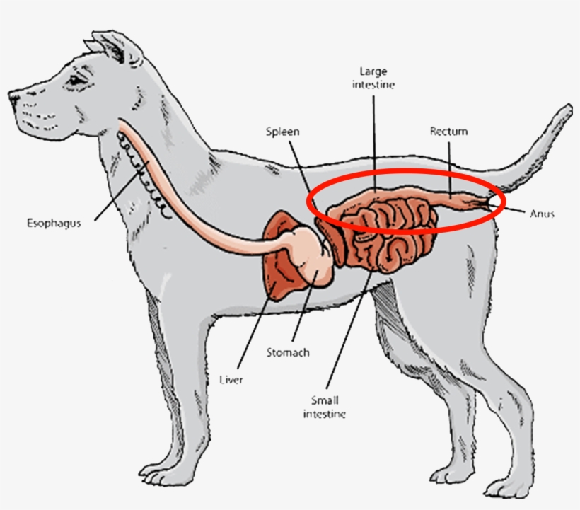 Short Digestive Tracts And Gastrointestinal Systems, - Digestive System Of A Husky, transparent png download