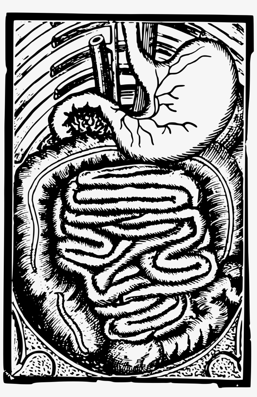 Human Body Human Digestive System Gastrointestinal - Human Digestive System, transparent png download